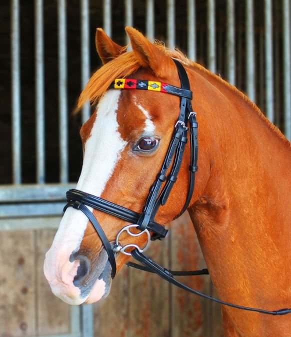 Celtic Equine Chukka Browband - Tally Ho Farm Ltd