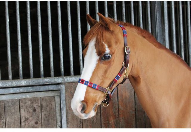 chukka headcollar