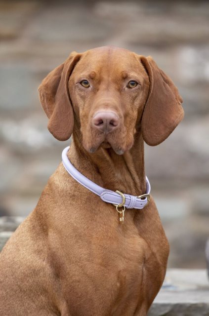 Long lane farm sales vizsla